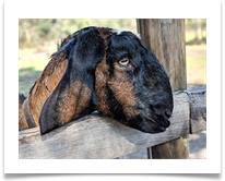 1 Goat - James Leslie